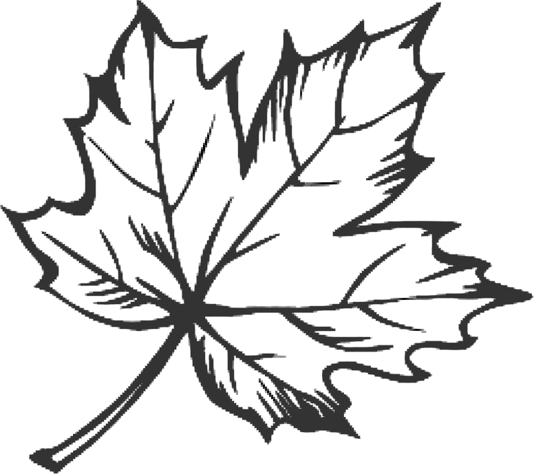 Drawn Maple Leaf Doodle - Maple Leaf Line Drawing (776x689)