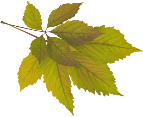 Feuilles D'automne - Green Branch (500x422)