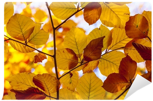 Papier Peint Belles Feuilles À La Lumière De L'été - Autumn (400x400)