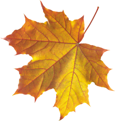 Feuilles D'automne Série - Realistic Leaf Clip Art (497x500)