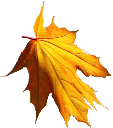 Tubes Automne Pngeclatez Vous Mes Ptits Anges - Güz Yapraklari Png (459x520)