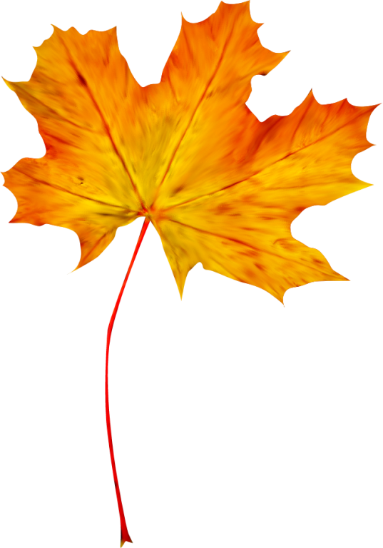 Feuilles D'automne Png - Maple Leaf (537x768)