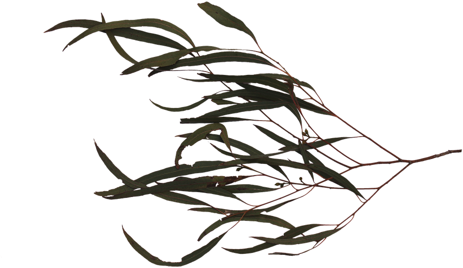 Branch Tree Leaf - Sweet Grass (960x640)