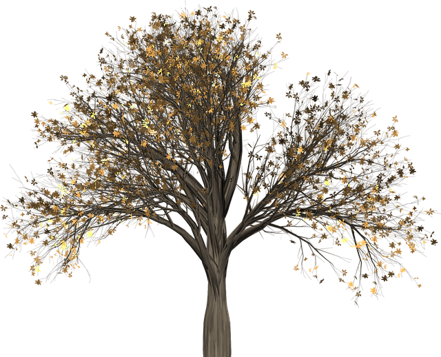 Tree, Elm, Elm Tree, Isolated, Leaf, Autumn, Fall - Aesthetic Transparent Plant (640x518)