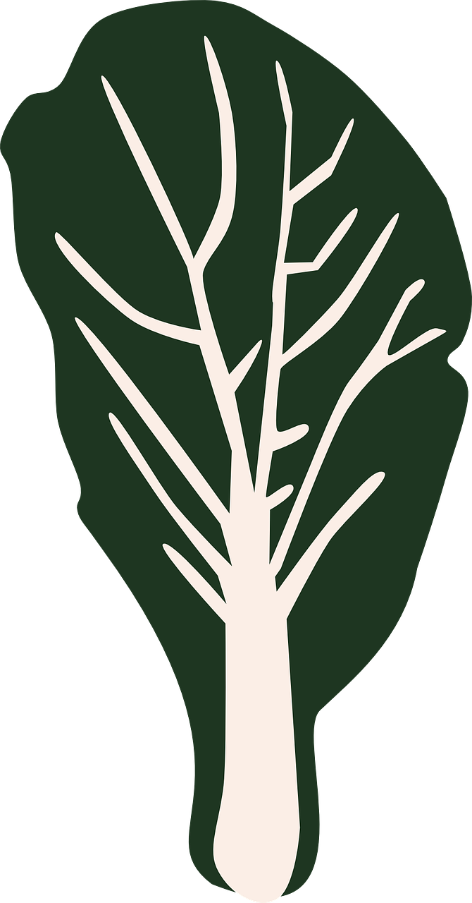 Salad Lettuce Vegetable Leaf Png Image - Stencil Vegetables (670x1280)