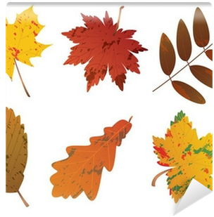 Papier Peint Vector Ensemble De Feuilles D'automne - Fall Leaves Vector (400x400)