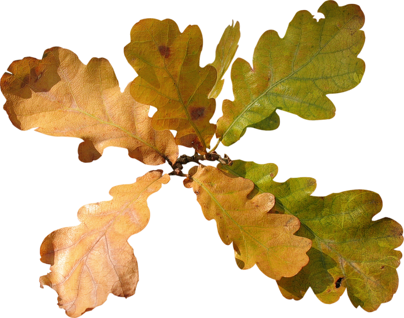Feuille De Chêne En Automne (800x631)
