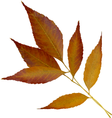 Tubes Png Feuilles Tubes Png Feuilles - Autumn (378x433)