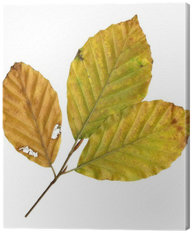 Tableau Sur Toile Face Inférieure Des Feuilles D'un - Canoe Birch (400x400)