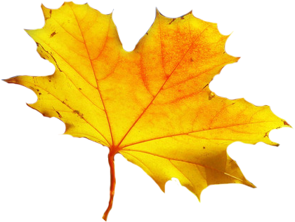 Feuille - Feuille Automne Png (433x325)