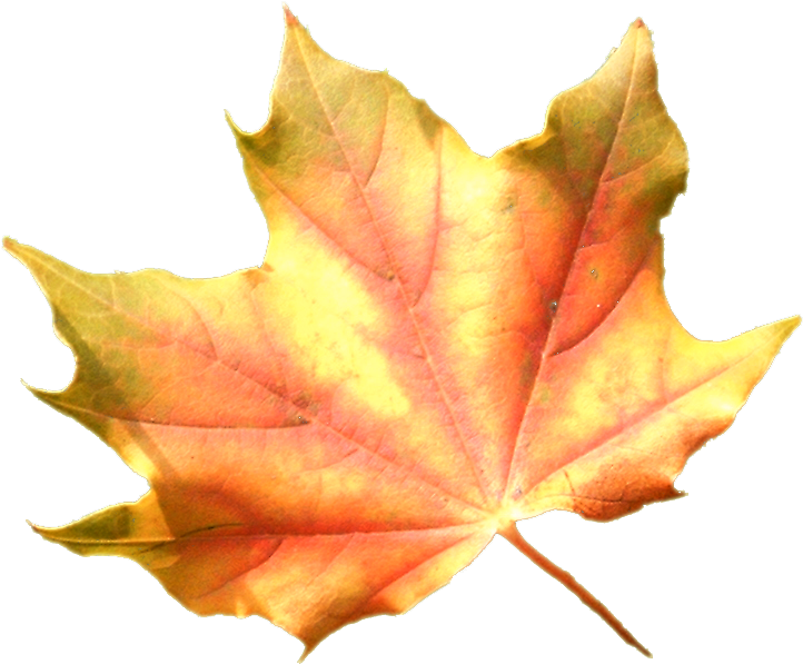 Tubes Feuilles Png Pour Vos Créas D'automnefeuilles - Autumn (800x750)