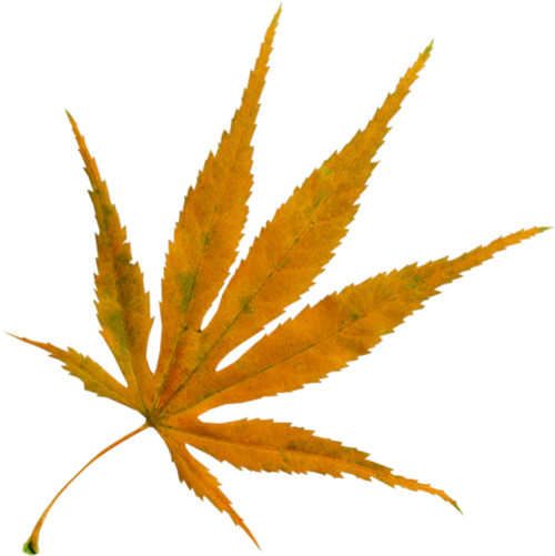 Feuilles D'automne - Autumn Leaf Color (500x501)