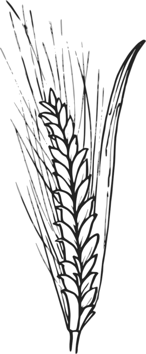 Wheat Clipart Wheat Leaf - Wheat Outline (512x1237)
