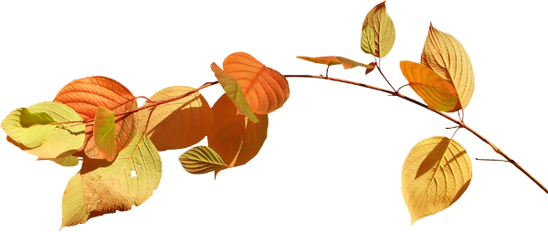 Feuilles D'automne Png Suite - Feeder (600x254)
