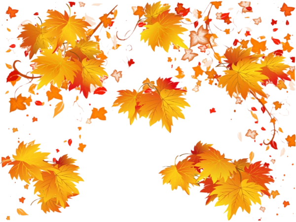 Pluie De Feuilles - Maple Leaf (600x450)