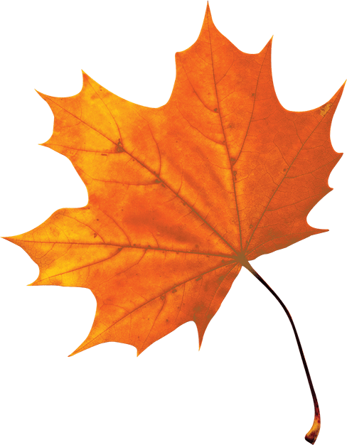 Les Originesla Légende De Nokomis - Feuille D Érable À Sucre (488x626)