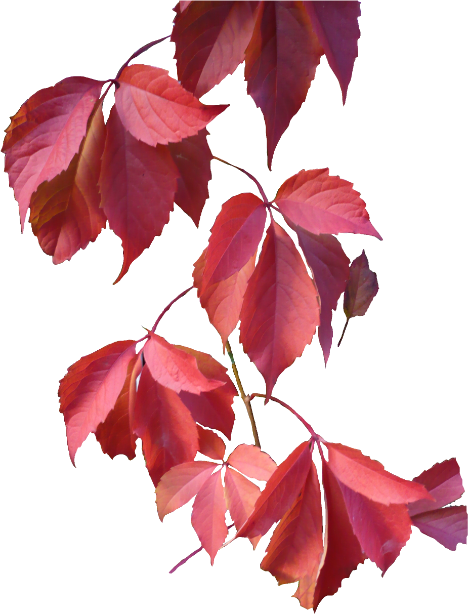 Image - Red Leaves Png (950x1228)