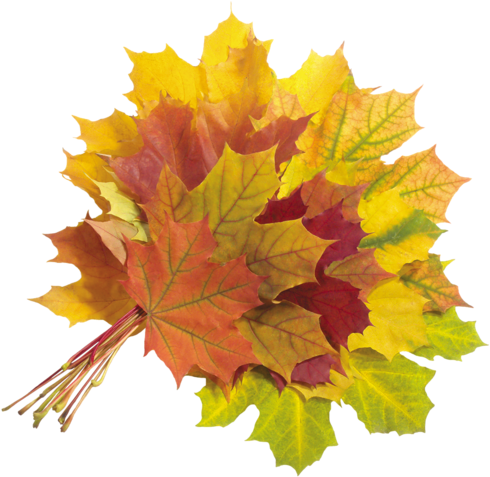 Feuilles D'automne Série - Autumn (500x484)