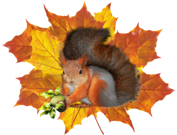 Fox Squirrel (600x450)