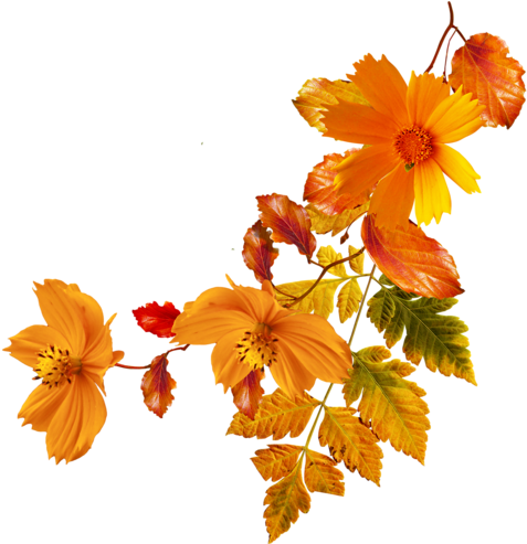 Feuilles D'automne Série - Portable Network Graphics (500x492)