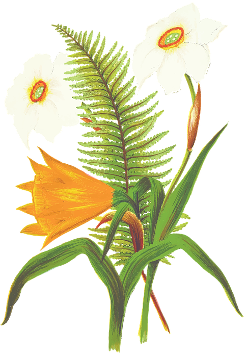 Tropical Flower Drawings 6, Buy Clip Art - Flower (490x720)