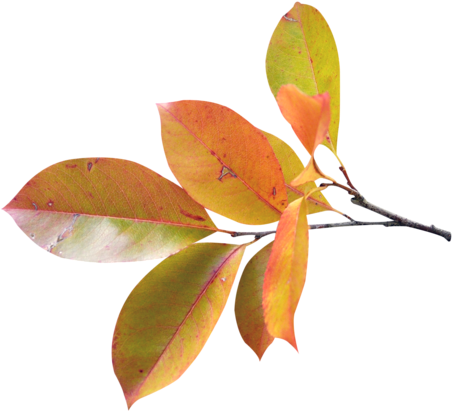 Feuilles D'automne Série - Black Gum (500x435)