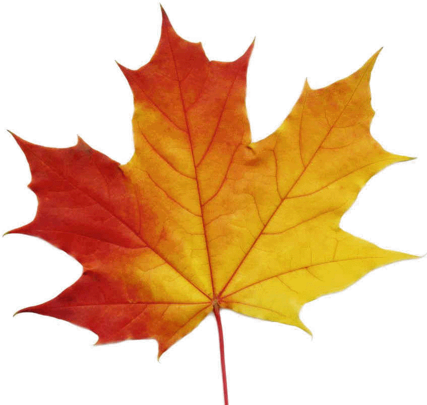 Ko-70, Maple Leaves - Maple Leaf Vector (871x836)