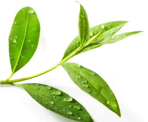 Tea Tree Chinese Essential Oil 15ml - Tea Tree Png (500x500)