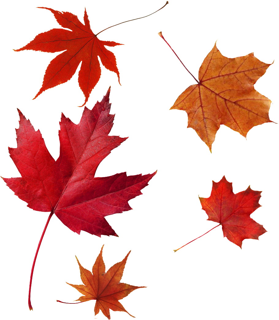 Transparent Of Maple Leaf - Red Leaf (1024x1212)