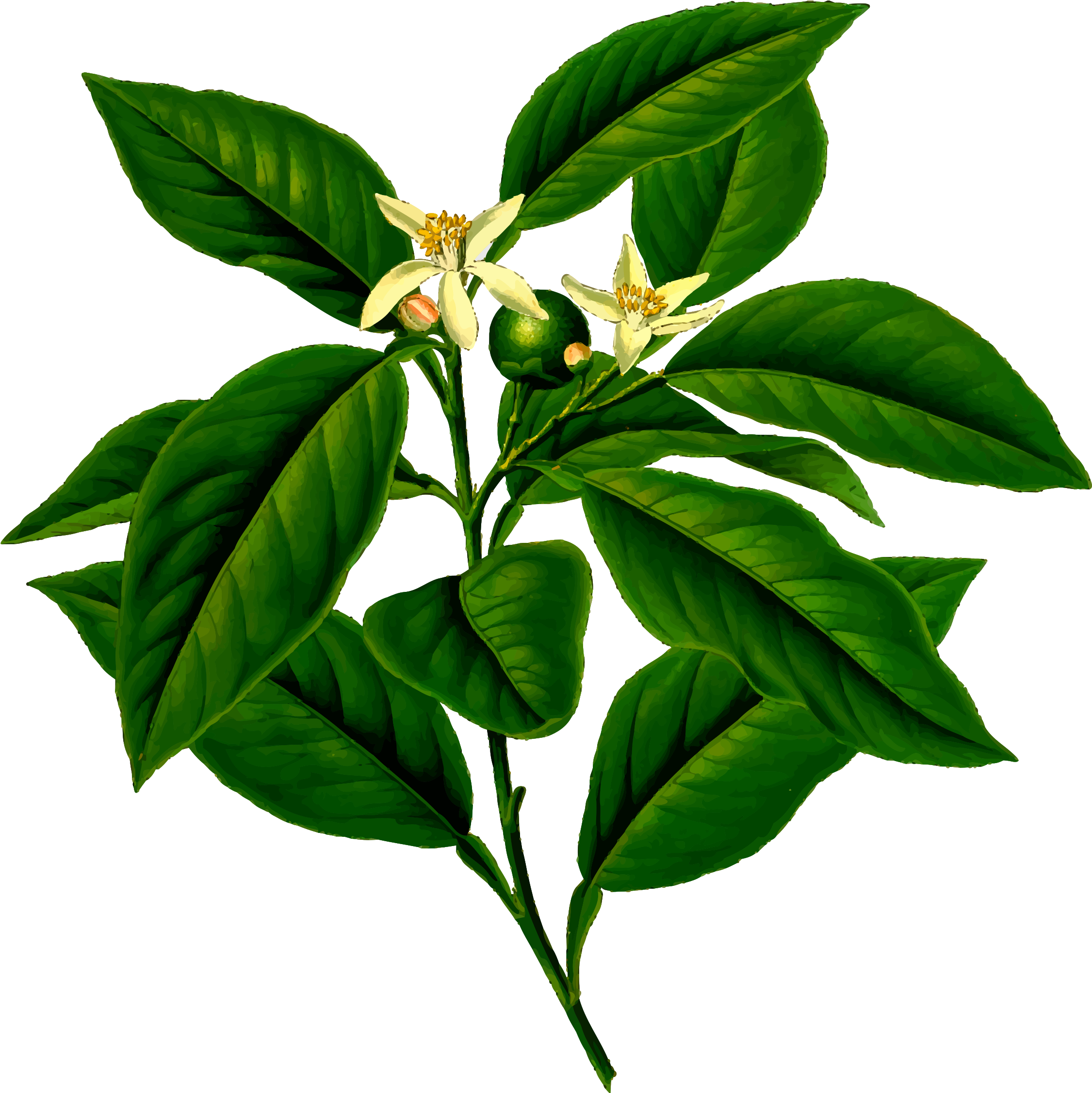 Tree - Lemon Flower Drawing (2400x2252)