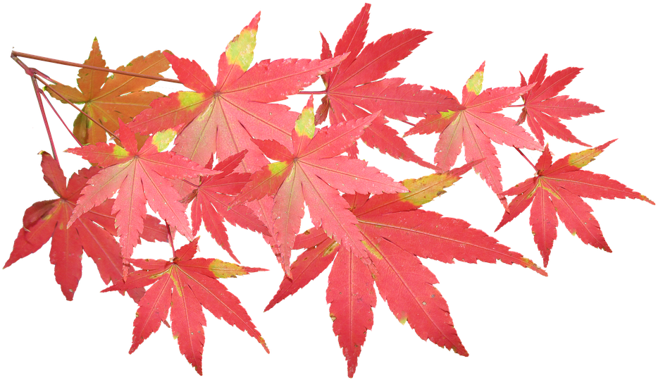 Leaves, Maple, Branch, Autumn, Fall, Nature, Tree - Maple (960x564)