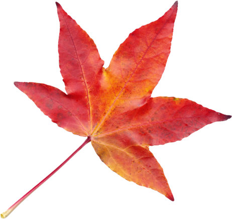 Autumn Leaf - Transparent Autumn Leaves Png (500x493)