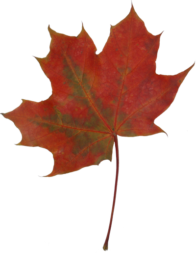 Autumn Maple Leaves - Maple Leaf (400x515)