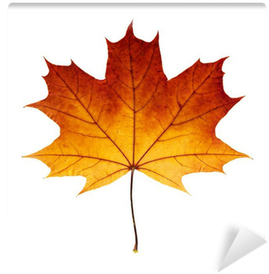 Autumn Maple Leaf Isolated On White Background Wall - Liść Klonu (400x400)