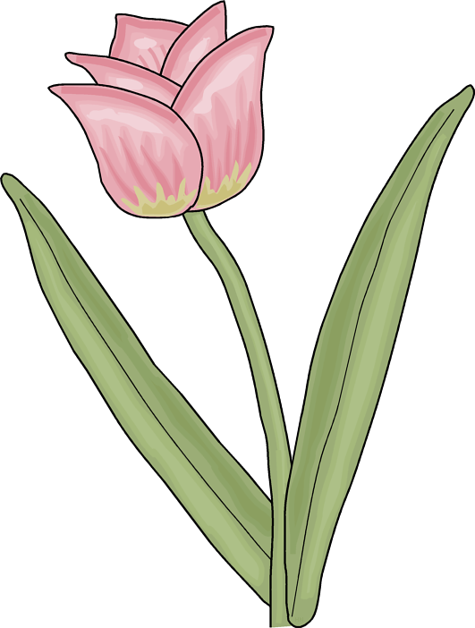 Tulip - Sprenger's Tulip (531x702)