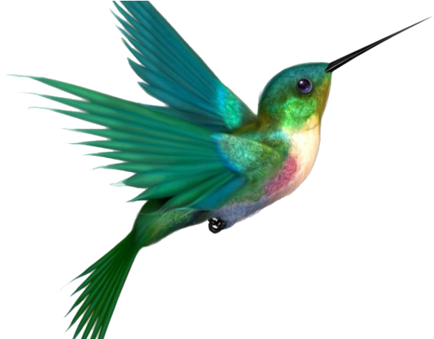 Hummingbird Png Transparent Images - Humming Bird Png (640x480)