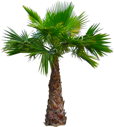 West Indian-american Cuisine - Mexican Fan Palm Tree Png (480x534)