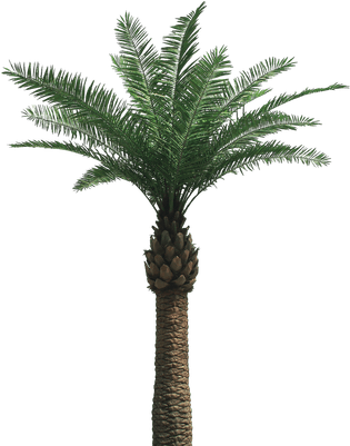 Large Palm Tree - Date Palm Tree Png (400x400)