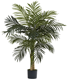 Growing Fruit Trees In Pots Thriftyfun - Preserved Boxwood Tree Topiary (preserved Boxwood, (350x350)