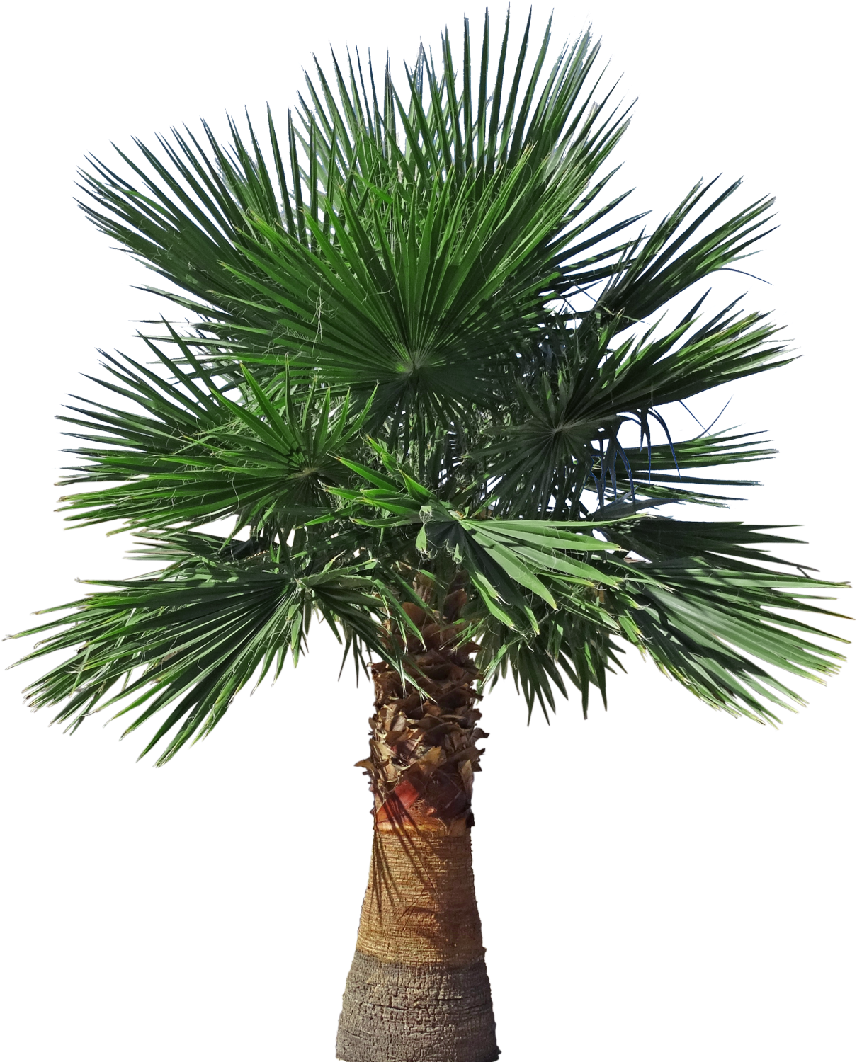 Mexican Fan Palm - Portable Network Graphics (1229x1500)