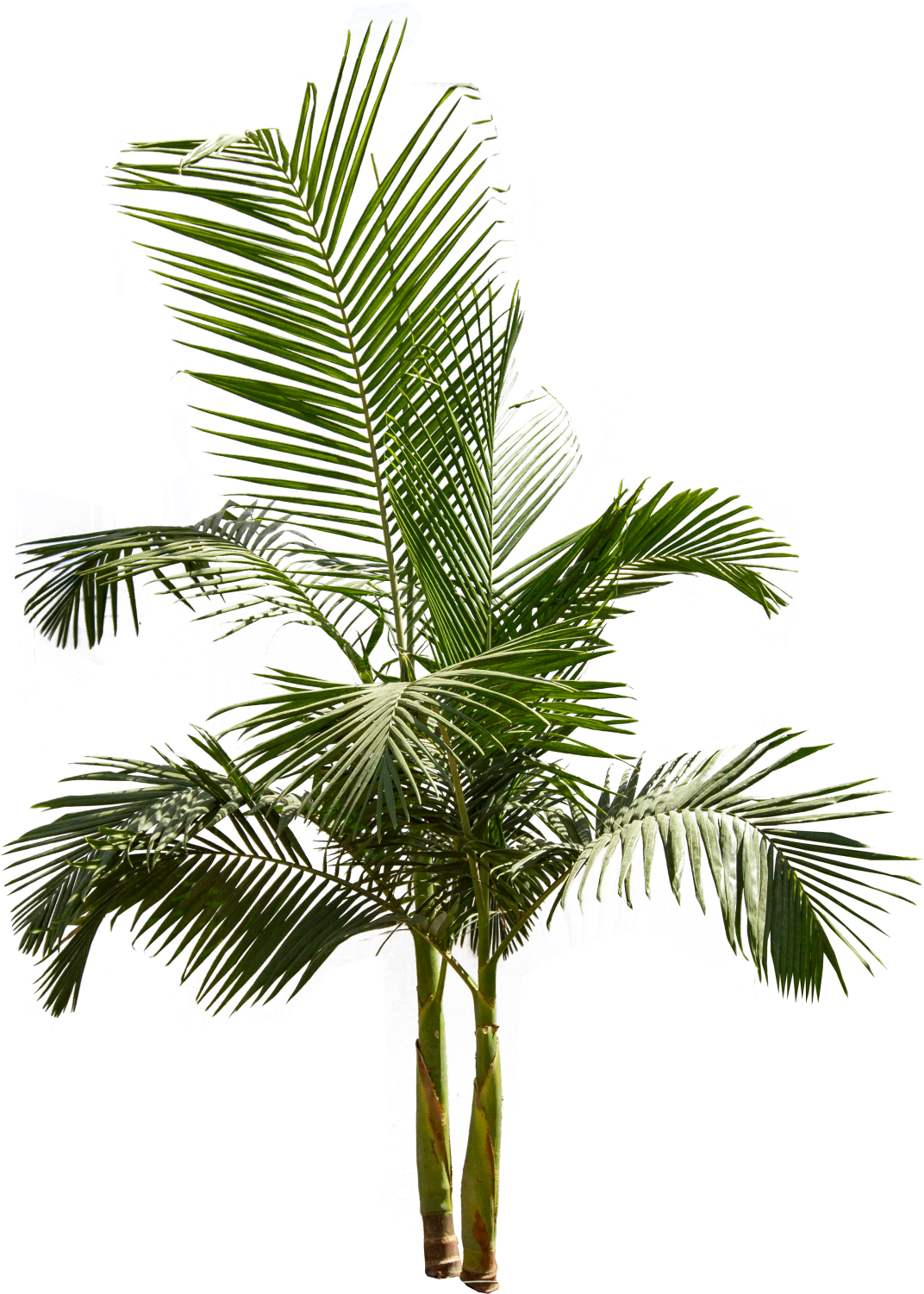 King Palm - King Palm Tree Png (1096x1500)