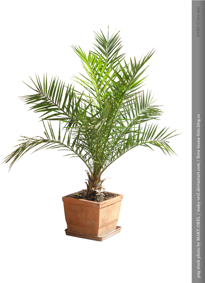Png Stock - Palm Tree Plant Png (900x1200)