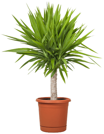 Mini Palm Light Compressor - Trees: The Beginners Guide To Growing Potted Trees (360x464)