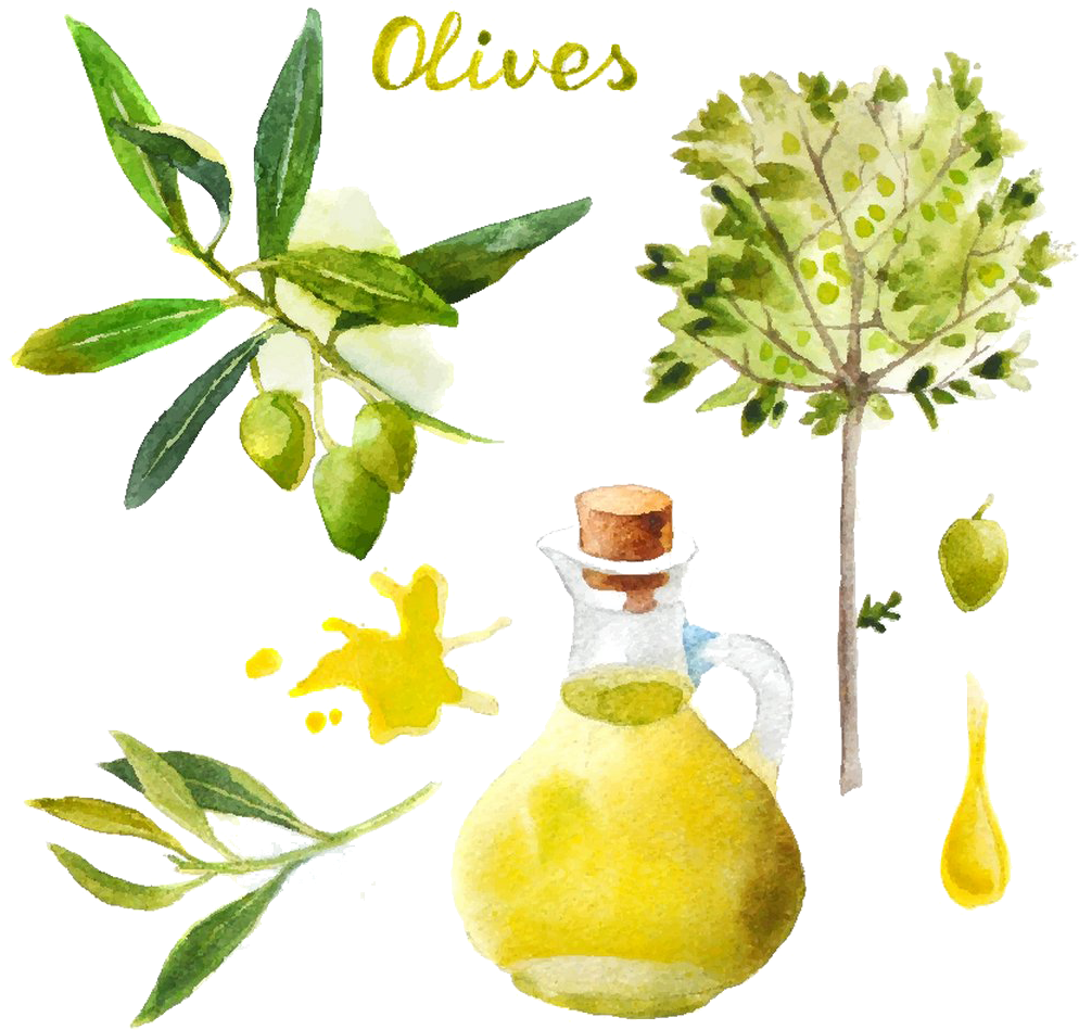 Olive Oil Olive Oil Watercolor Painting - Olive (1000x1000)
