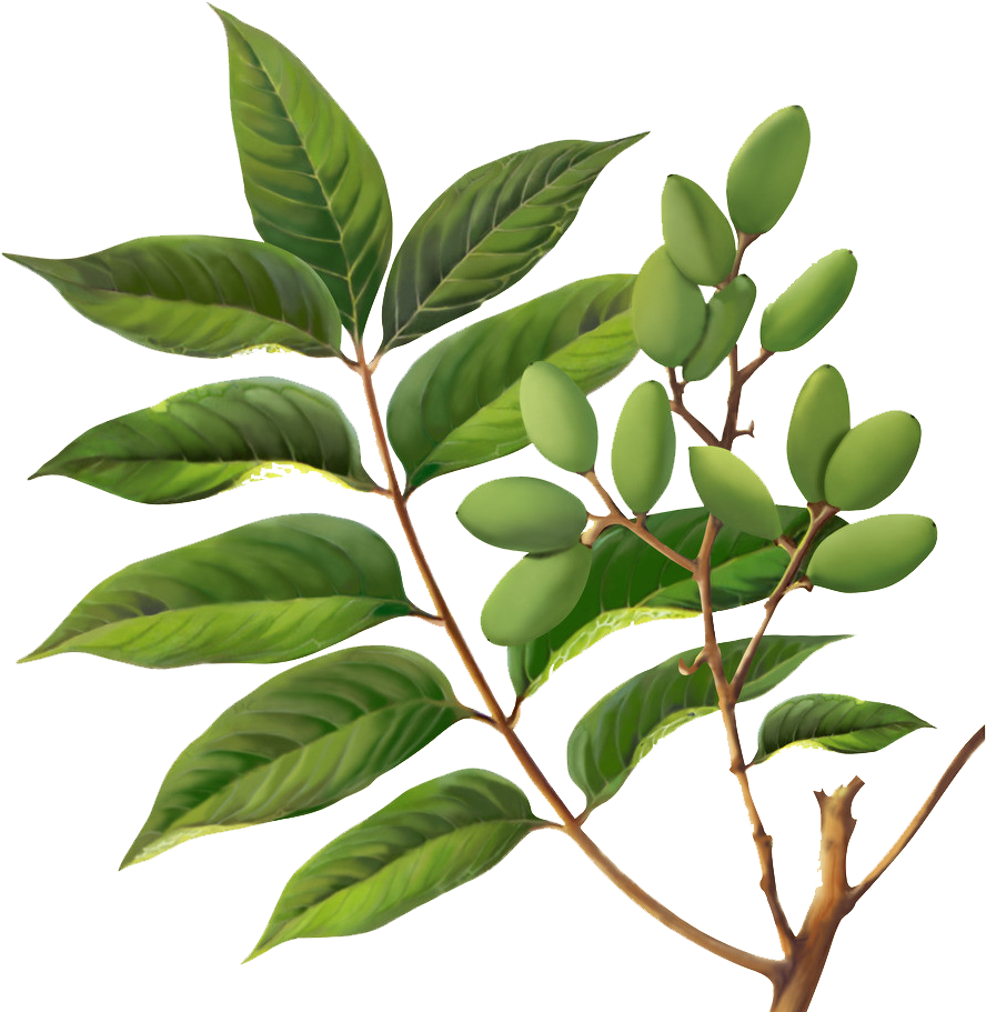 Olive Oil Fruit Tree - Olive (1024x1024)