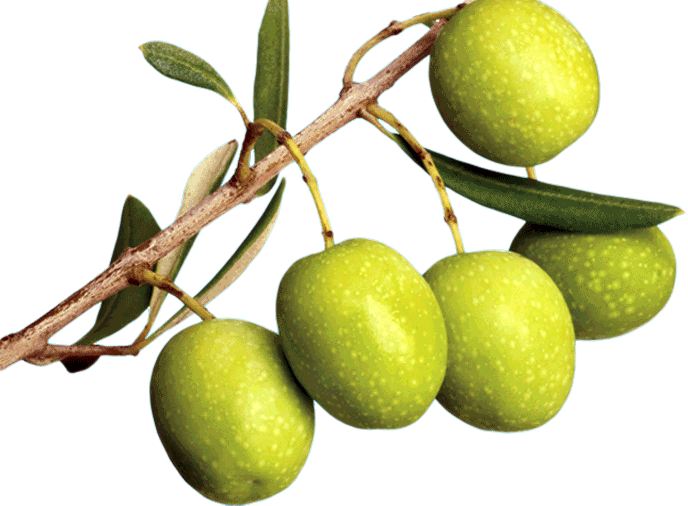 Recovery Mask Olive Ingredient - Olive (688x506)