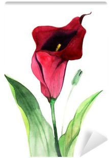 Calla Lily Flowers, Watercolor Illustration Wall Mural - Stock Photography (400x400)