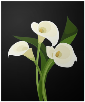 White Calla Lilies On Black - Calas Blancas (400x400)