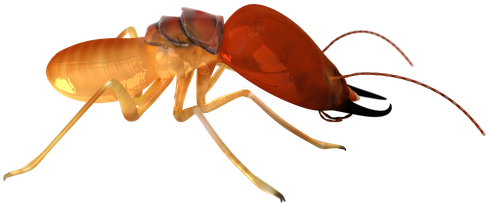 Termite Isoptera Isolated - Termite Side View (550x253)