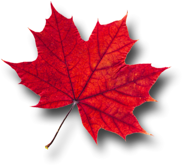Elegant Images Of Red Maple Leaves Red Maple Leaf Canada - Mens & Womens Toronto Maple Leaf T Shirt Gift For (400x381)